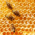 زنبورهای عسل تفاوت اعداد زوج و فرد را تشخیص می‌دهند