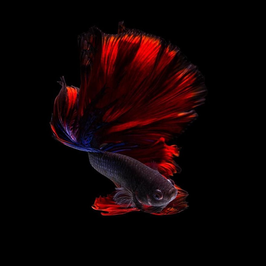 ماهی بتا-ماهی فایتر