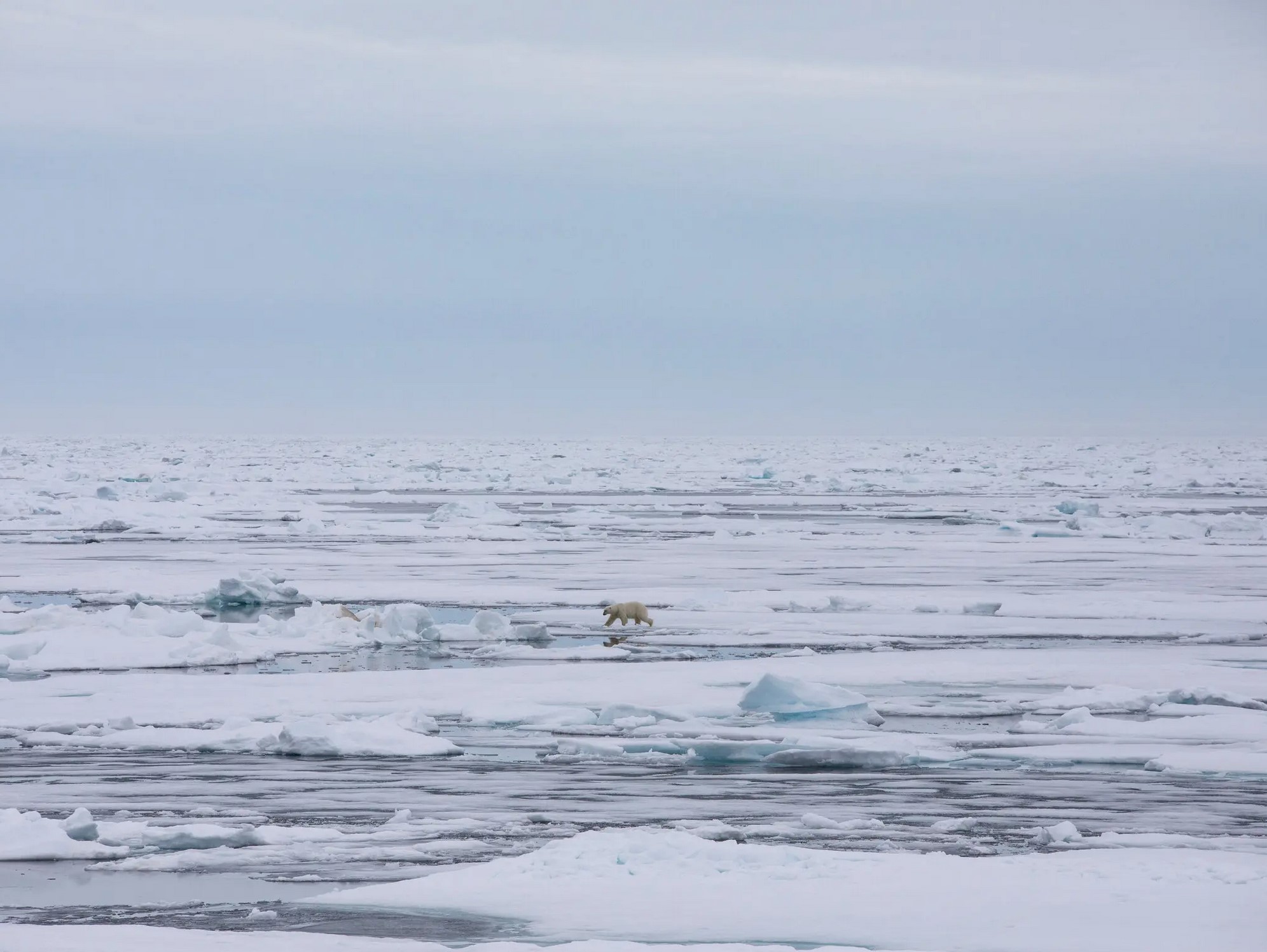 خرس قطبی شمالگان قطب شمال
